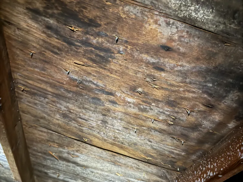 Attic mold growth discovered during inspection